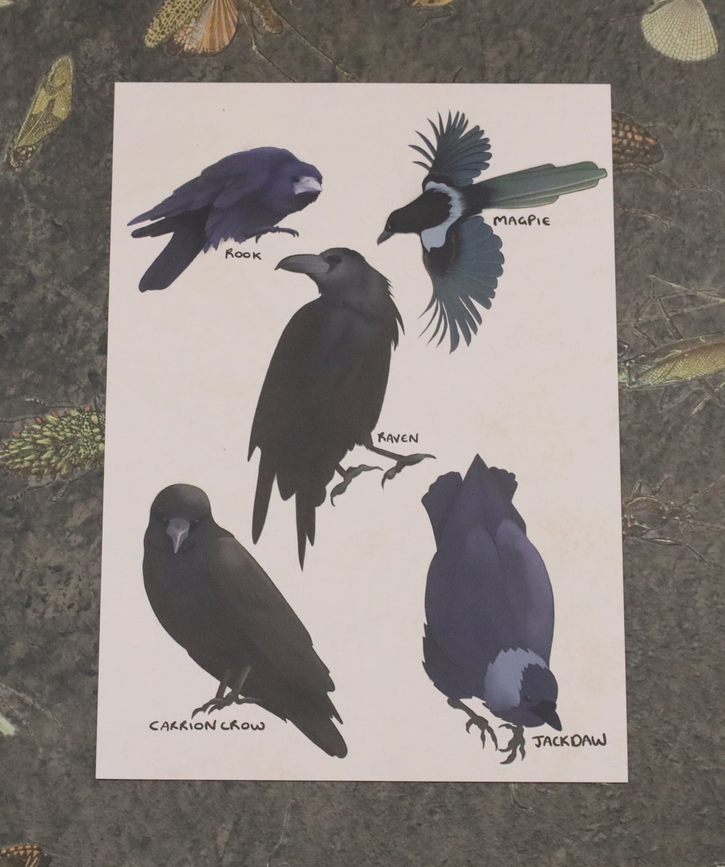 UK Corvids A5 Print