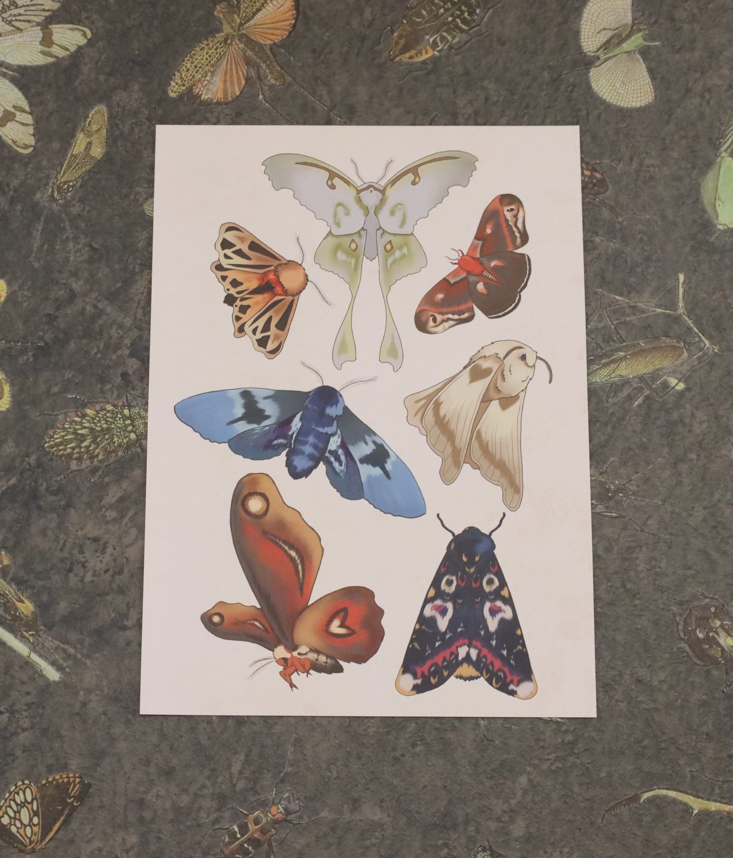 Moths A5 Print