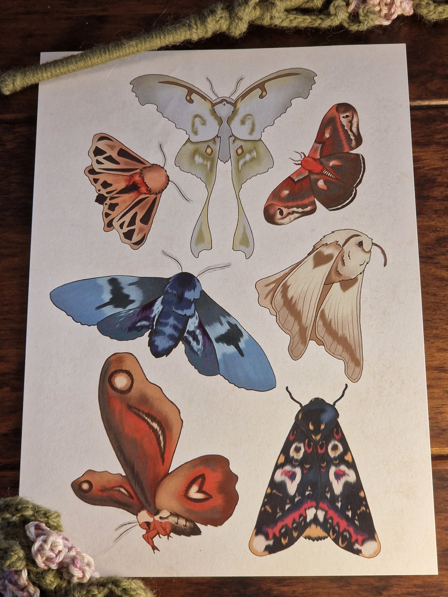 Moths A5 Print